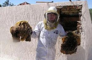 Glendale Bee Removal employee holding removed comb